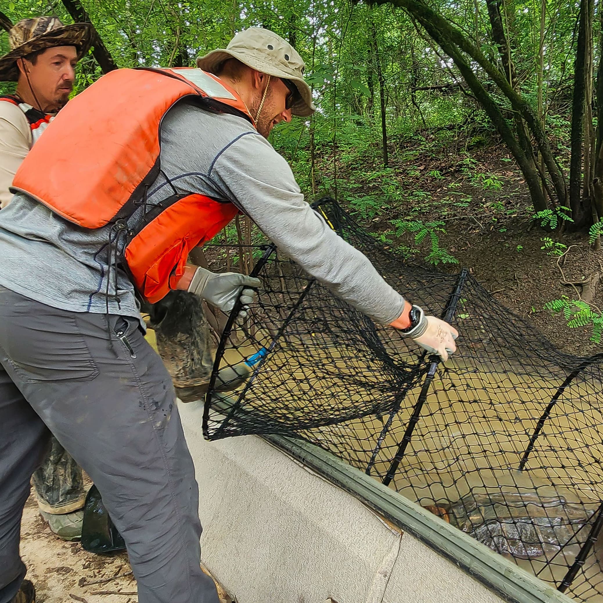 Biologists Catch Alligator Snapping Turtle